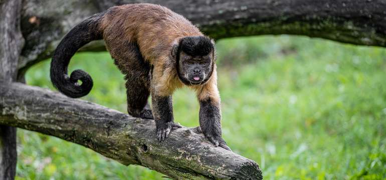 V zoologickej záhrade uvidíte cca 1500 zvierat vrátane unikátov