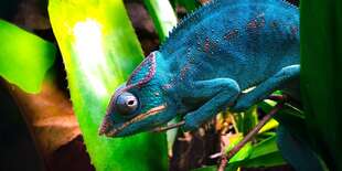 Kontaktná ZOO Tropical World - vstupy pre deti aj dospelých