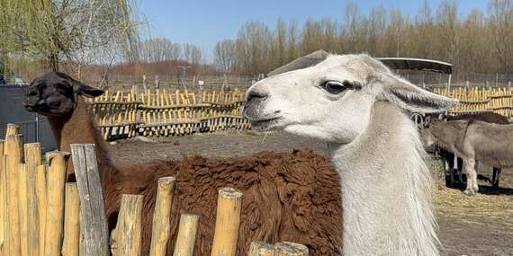 Vstupy do Malkia Parku so zachránenými šelmami a kontaktnými zvieratkami/Orechová Potôň