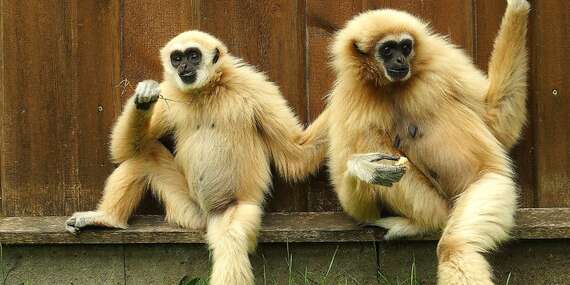 Vstupenky do ZOO v Spišskej Novej Vsi pre dospelých, deti aj dôchodcov/Spišská Nová Ves