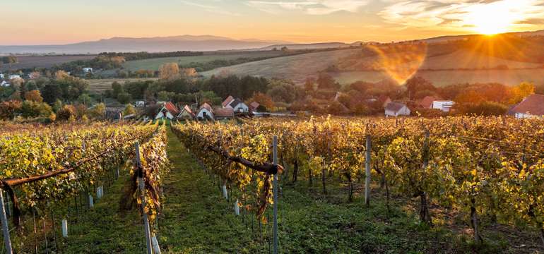 Rodinné remeselnícke vinárstvo Csernus