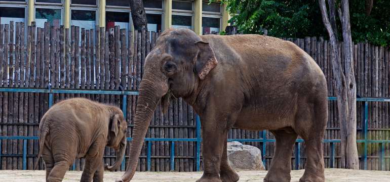 Výlet do ZOO Budapešť a Tropicaria s cestovnou kanceláriou Travelholic