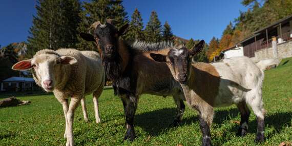 Jedinečný Ekorezort Vendelín v přírodě pro rodiny i páry se snídaní/Slovensko - Horné Považie - Podskalie