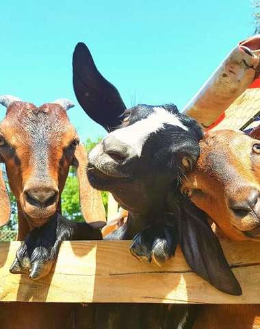 Sokoliareň a minizoo Devín