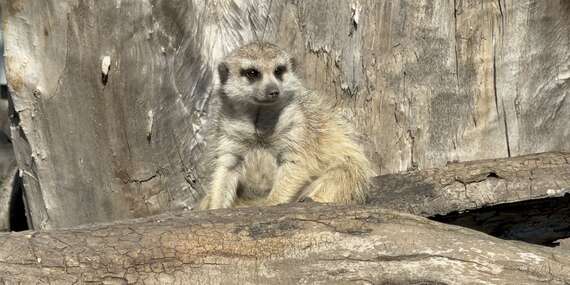 Vstupy do Malkia Parku so zachránenými šelmami a kontaktnými zvieratkami/Orechová Potôň