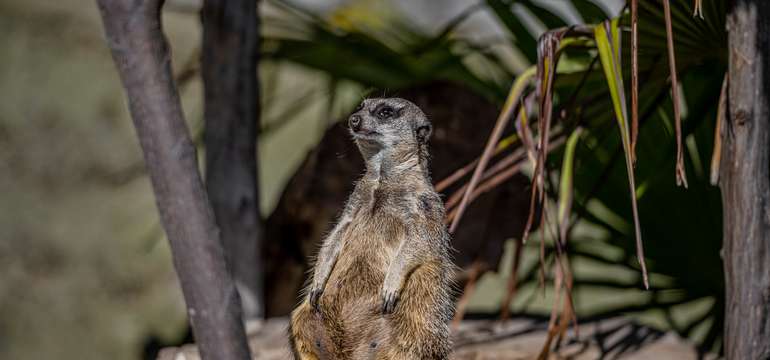 V zoologickej záhrade uvidíte cca 1500 zvierat vrátane unikátov