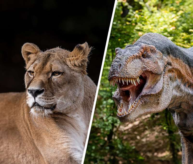 Vstupenka do ZOO Košice a DinoParku