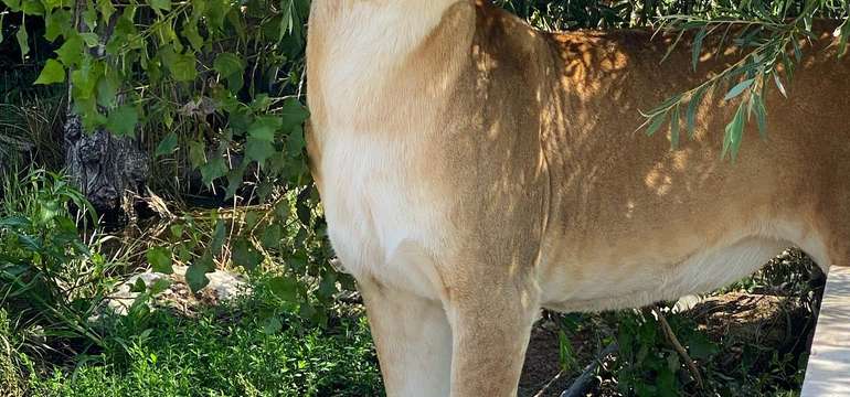 Jedinečný "Safari výlet" na Slovensku v Malkia parku