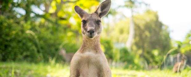 piestany zoo farma novy zeland 