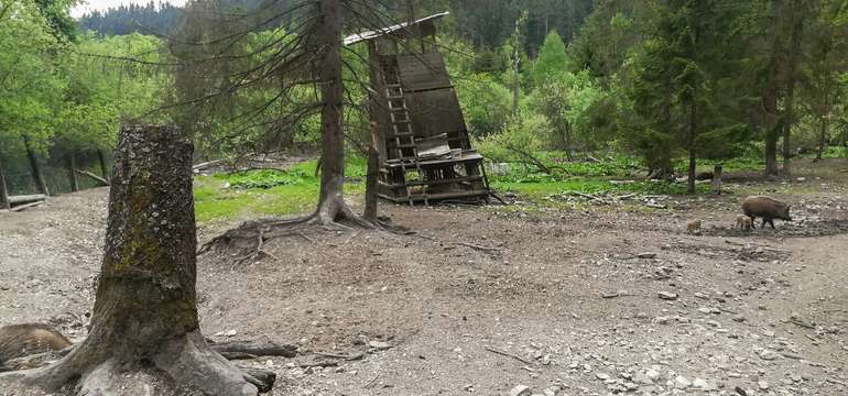 KÚPELE LÚČKY - Diviačia zvernica
