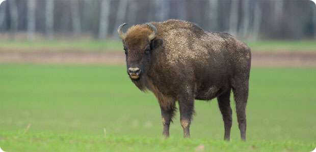 zubria zvernica topolcany