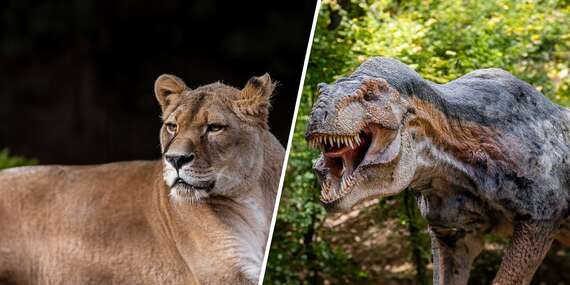 Vstup do ZOO Košice a DinoParku - najväčšia zoologická záhrada na Slovensku/Košice - Kavečany