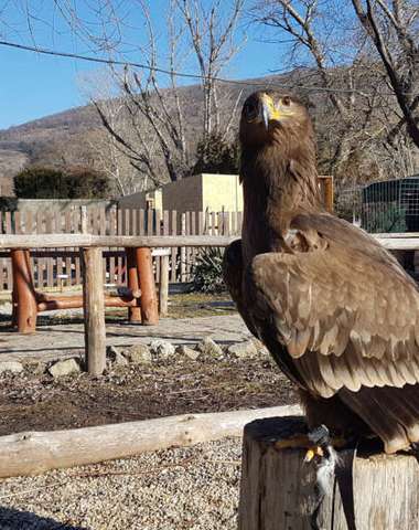 Sokoliareň a minizoo Devín