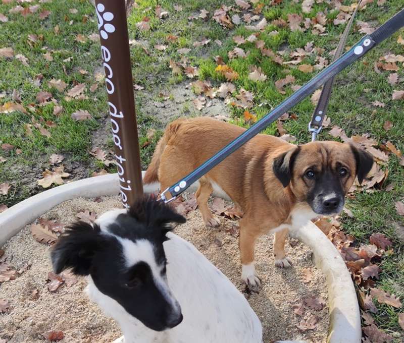 Exkrementy aj moč sa v psej eko toalete filtruje a zbavuje zápachu