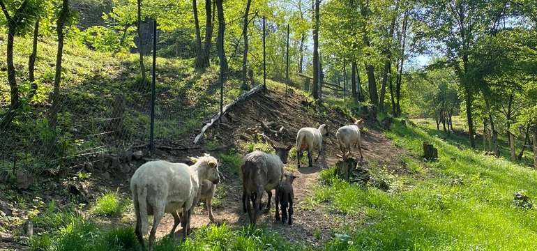 Chata Pekný les ponúka čarovné ubytovanie pri potoku na okraji lesa