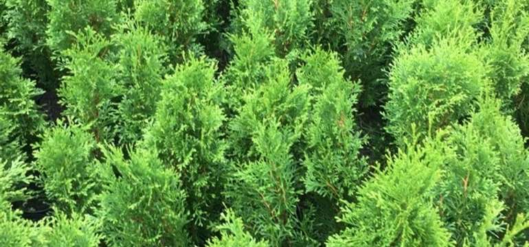 Thuja Smaragd je nejvysazovanějším druhem túje u nás