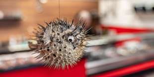 Fugu Sushi v OC Saratov