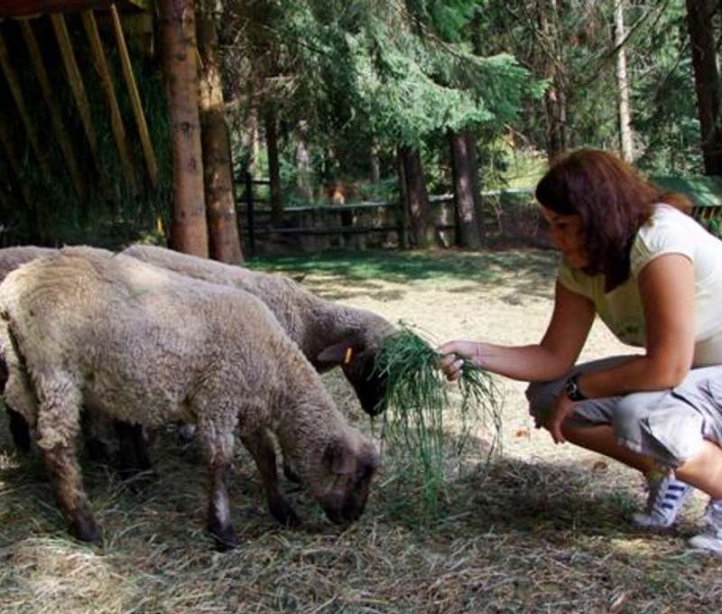 Mini zoo
