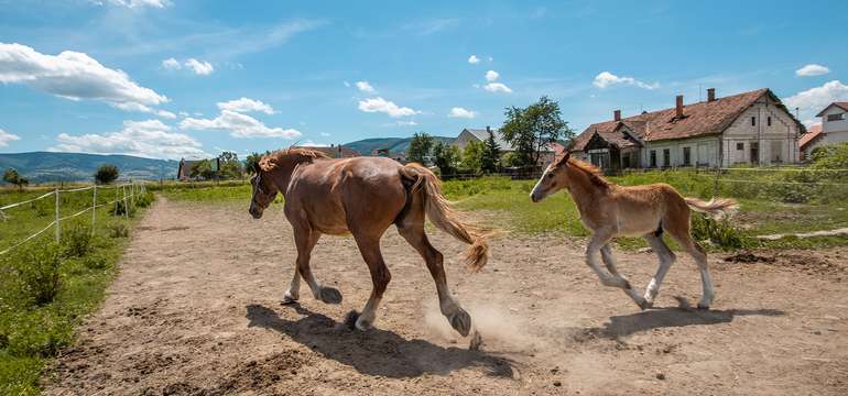 Dominantou Masarykovho dvora sú kone