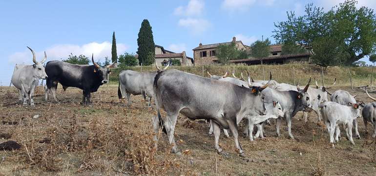 Rezidencia Fattoria IL Santo si zachovala svoj vidiecky ráz