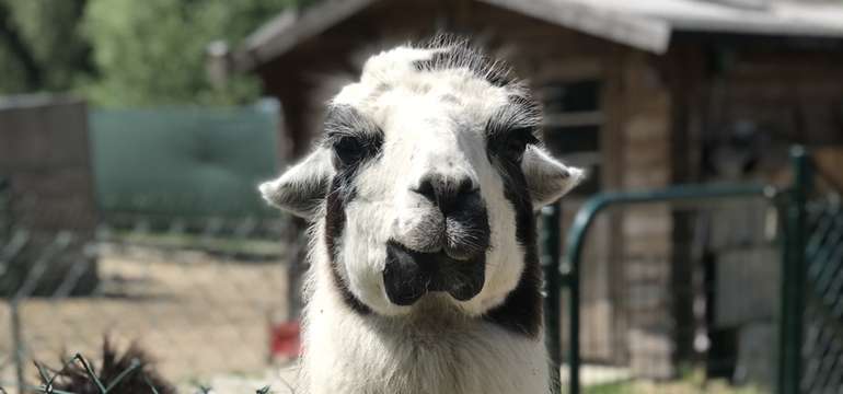 Sokoliareň a minizoo Devín