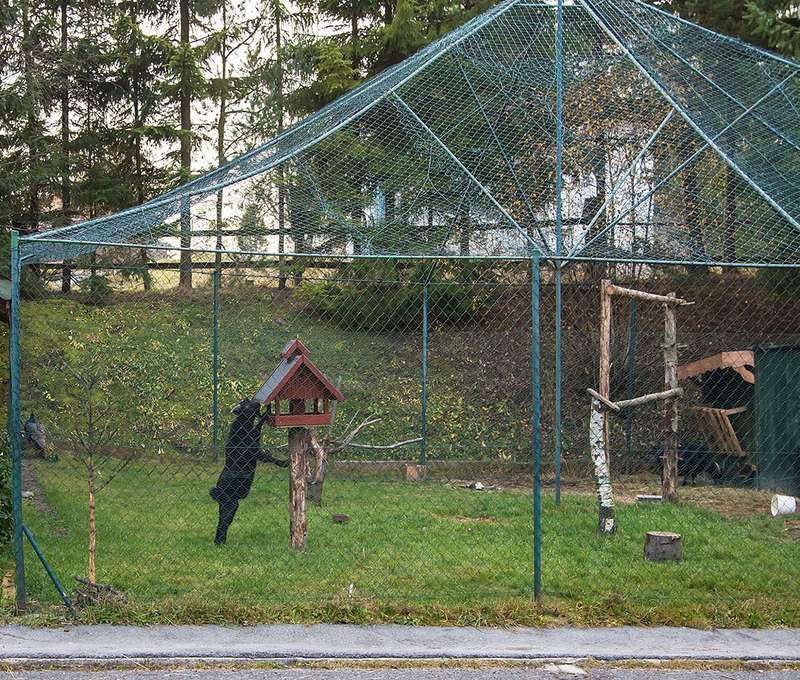 mini ZOO