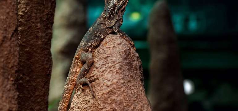 Výlet do ZOO Budapešť a Tropicaria s cestovnou kanceláriou Travelholic