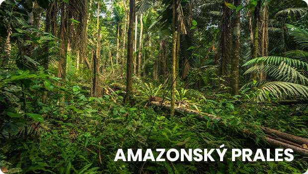 Amazonsky prales