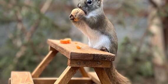 Vstup do ZOOKONTAKT family park v Liptovskom Mikuláši (otvorené celoročne)/Liptovský Mikuláš