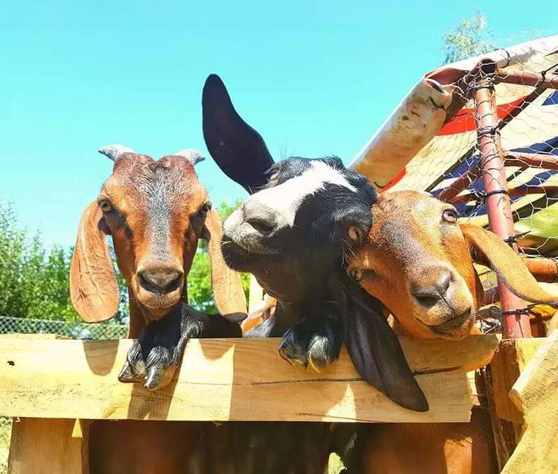 Sokoliareň a minizoo Devín