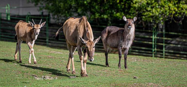 ZOO Košice je jedným z TOP 10 turistických cieľov na východnom Slovensku