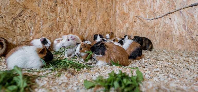 Mini kontaktná ZOO s kŕmením