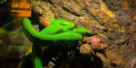 Tropical World - prvá kontaktná ZOO s plazmi na Slovensku v nových väčších priestoroch/Zvolen - Sielnica