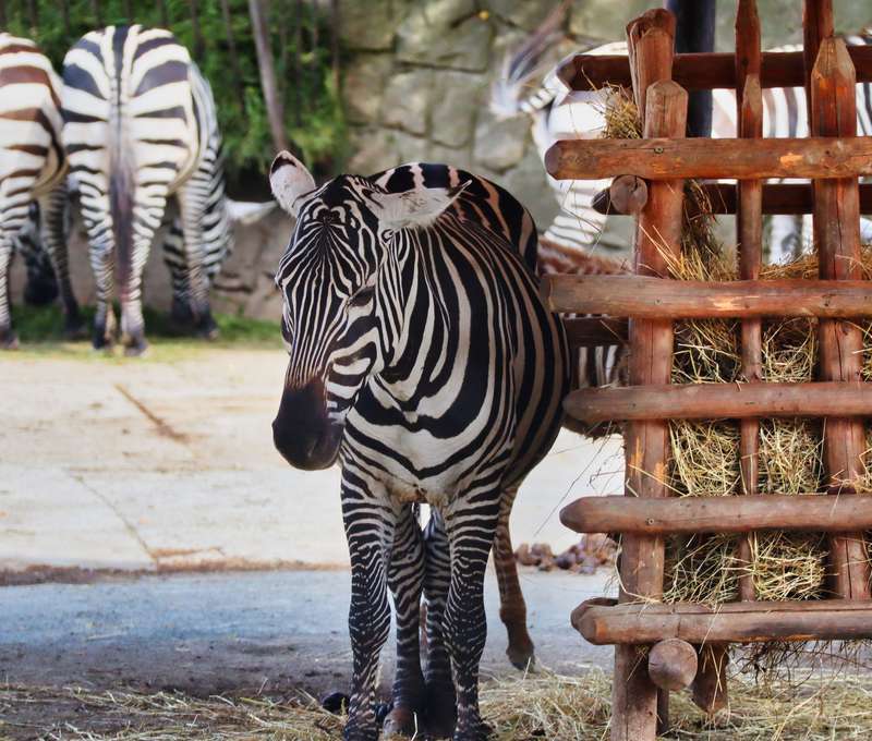ZOO Dvůr Králové je jednou z největších a asi také nejznámějších zoologických zahrad