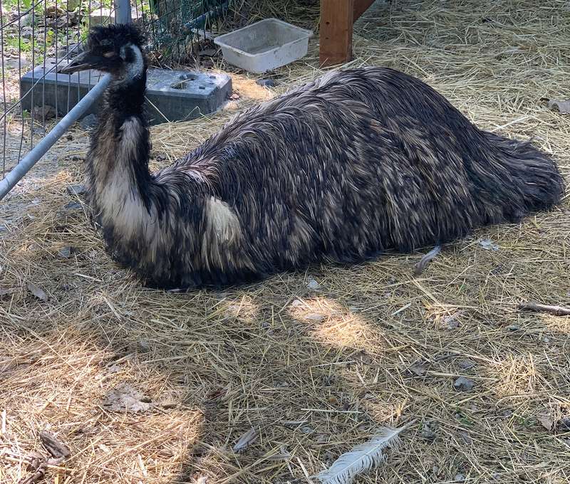 Na farme sa môžete tešiť aj na exotického pštrosa
