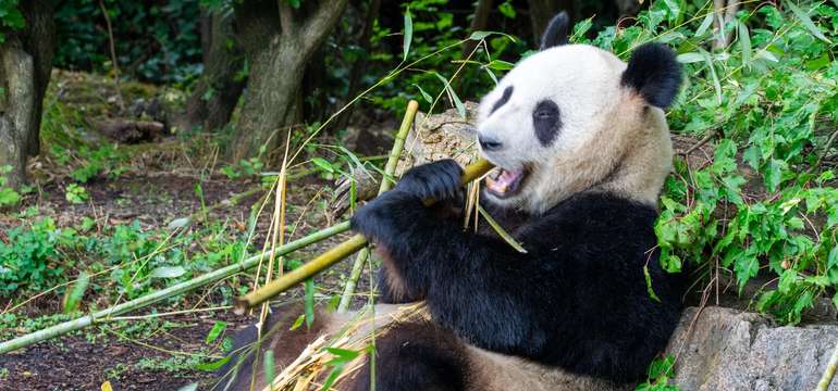 Panda veľká v ZOO Schönbrunn