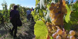 Privátna vínna cesta - svätojurské víno na jednom mieste