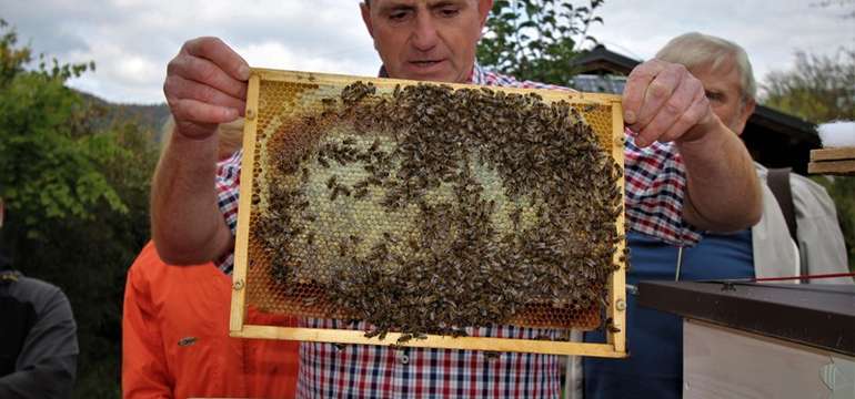 V cene je aj exkurzia do včelej farmy so sprievodcom
