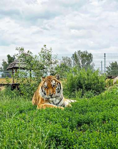 Jedinečný "Safari výlet" na Slovensku v Malkia parku