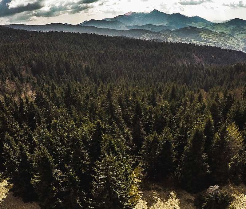 Orava