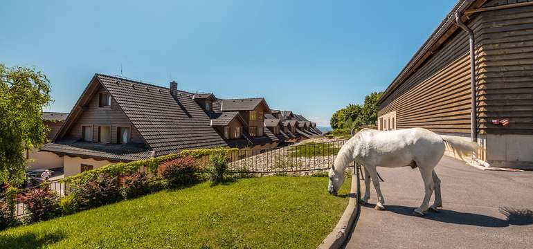 Za hotelom  nájdete stajňu s koníkmi, kde sa nachádzajú tri veľké koníky a jeden malý poník