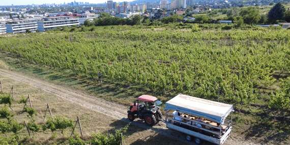 Zažite vinohrad ako nikdy predtým – traktor, víno a história Rače/Bratislava - Rača
