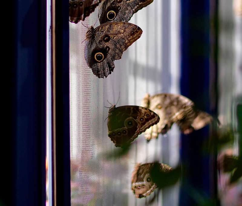Navštívte exotické Living Butterfly Museum v Poľsku