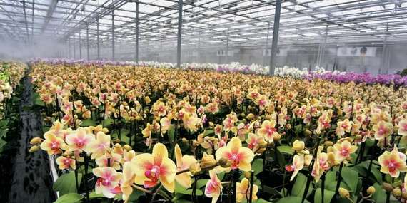 Kráľovstvo orchideí a tropická záhrada: jednodňový zájazd do Slovinska/Slovinsko