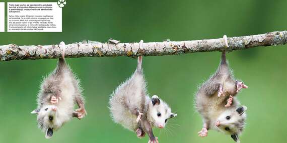 Ročné predplatné - 4 vydania časopisu Svet zvierat/Slovensko