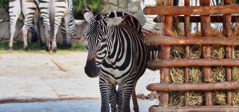 ZOO Dvůr Králové je jednou z největších a asi také nejznámějších zoologických zahrad