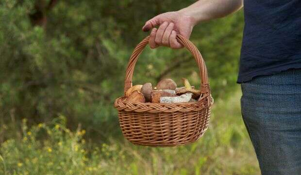 mushrooms in a basket zber húb