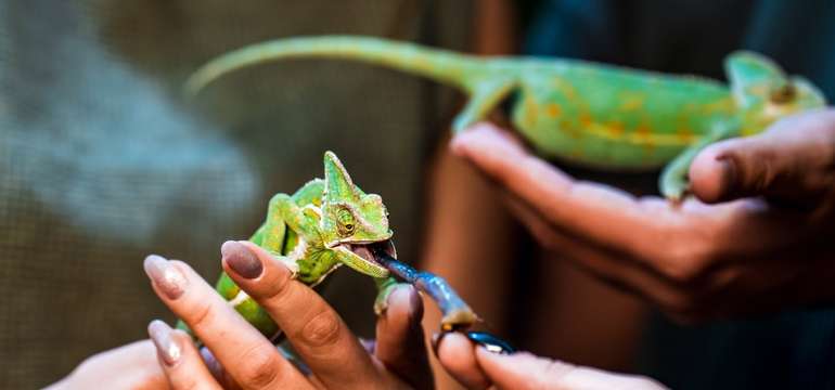 Výlet do ZOO Budapešť a Tropicaria s cestovnou kanceláriou Travelholic