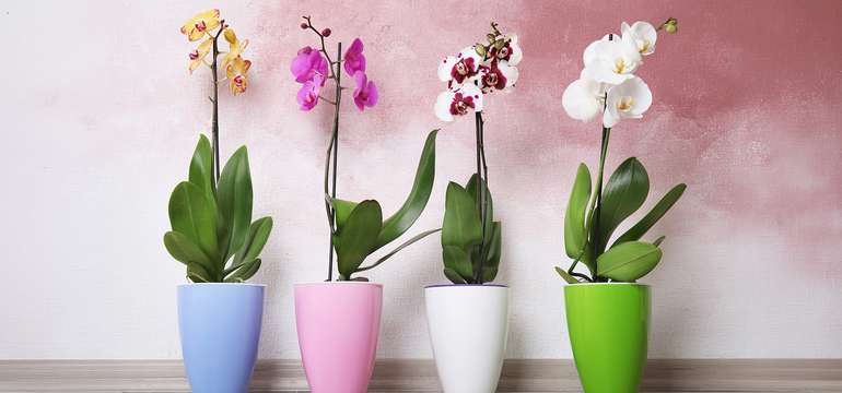 Kráľovstvo orchideí a tropická záhrada: jednodňový zájazd do Slovinska