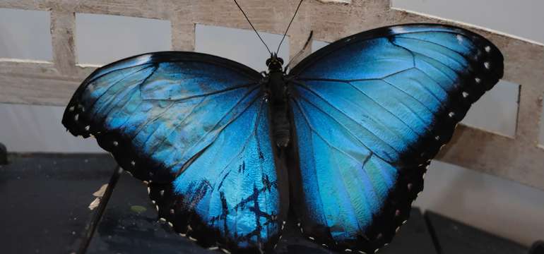 Navštívte exotické Living Butterfly Museum v Poľsku
